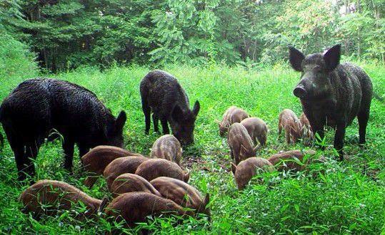 Feral pigs